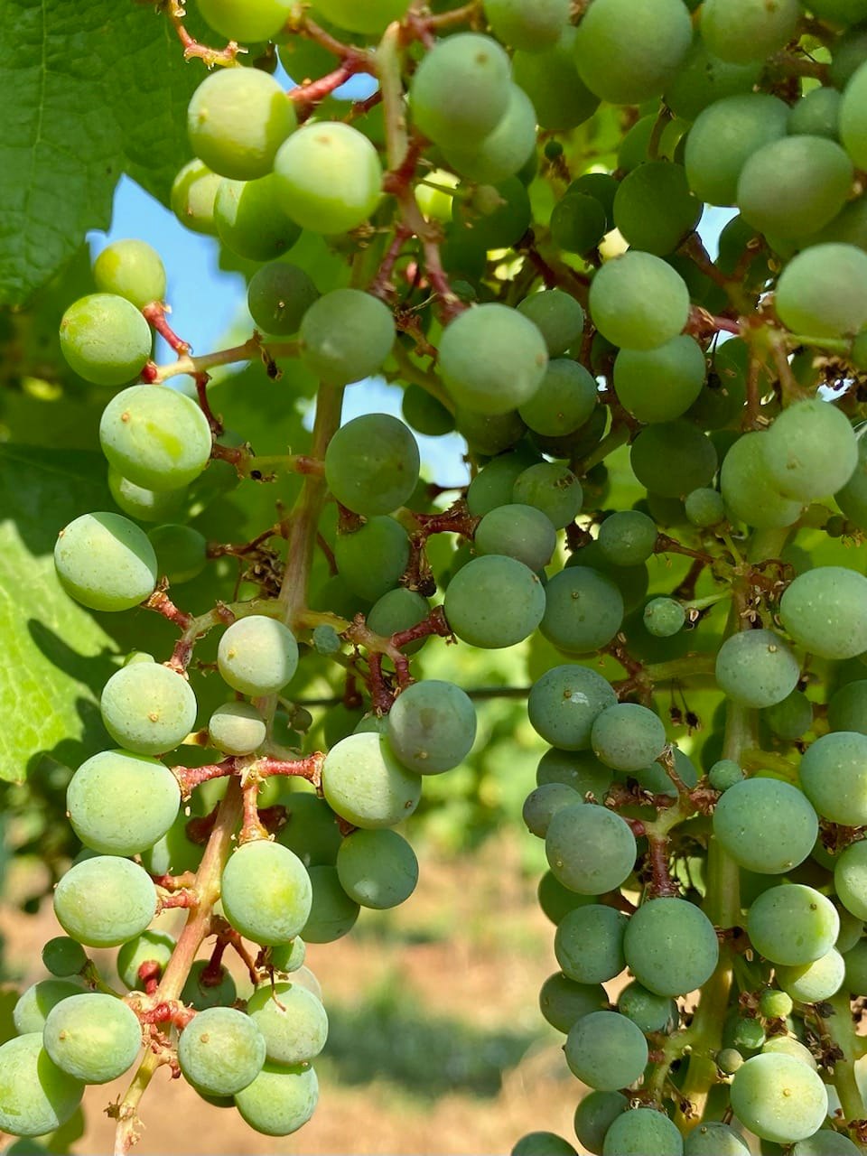 Vinobranie v Modranoch